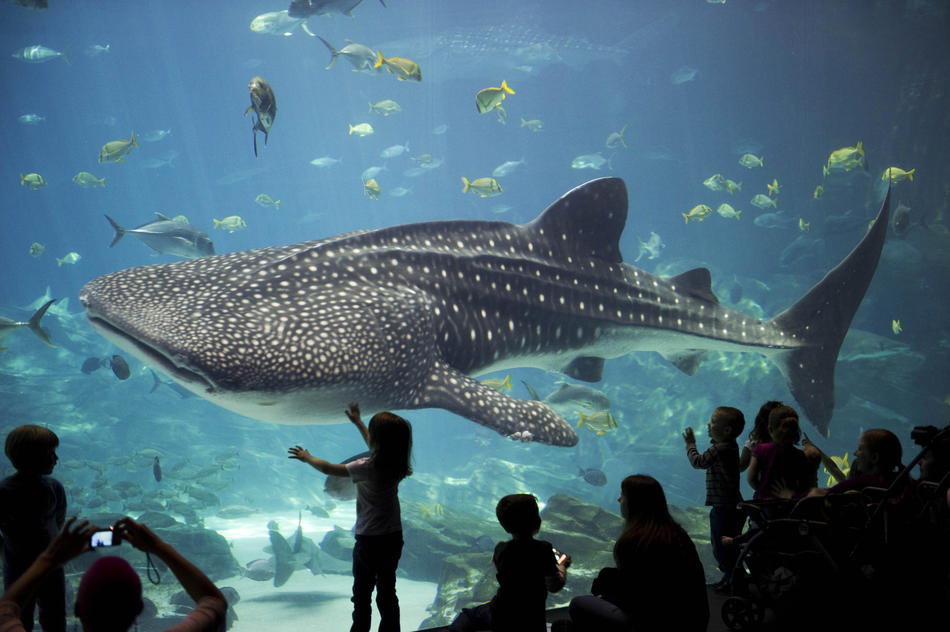 Descubre el Acuario de Sevilla: Una Experiencia Única e Inolvidable